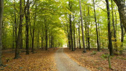Road through beech tree forest during spring or autumn in Skåne Sweden