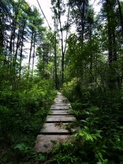 Fototapeta na wymiar Scenic Trail Through Woods
