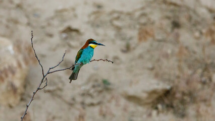 Bee Eaters in the wild of the Danube Delta