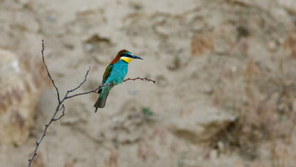 Bee Eaters in the wild of the Danube Delta