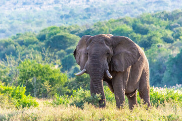 An elephant in the Hluhluwe-Imfolozi Park in South Africa - 565977117