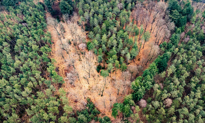 Heart or butterfly shaped gap in forest. Dead trees give the illusion of a heartshaped form in the forest. Picture taken with a drone nearby the Heerderstand, the Netherlands.