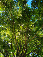 Fototapeta premium forest tree tops light canopy nature leaf summer sun green yard leafs leafy