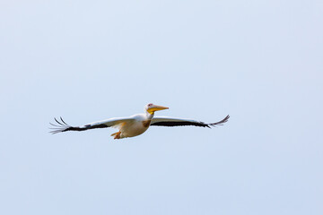 Obraz premium Flying Pelicans in the Danube Delta