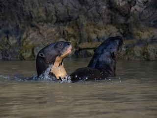 Giant Otters swimming in river in Pantanal, Brazil
