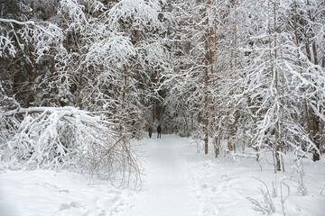 People walk along the path of health in a pine forest in winter. Fairytale forest snowy path. Beautiful trees with snow-covered branches.