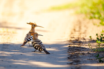 A Hoopoe in the wild of the Danube Delta © hecke71