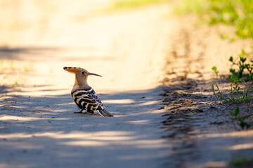 A Hoopoe in the wild of the Danube Delta © hecke71