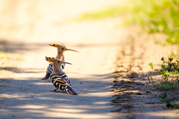 A Hoopoe in the wild of the Danube Delta © hecke71