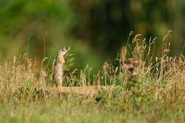 A ground squirrel on a meadow in the Danube Delta Romania