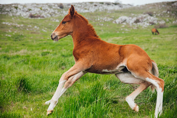 Naklejka na ściany i meble foal gallops in nature in the mountains in the park