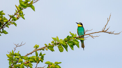 Bee Eater in the Danube Delta in Romania