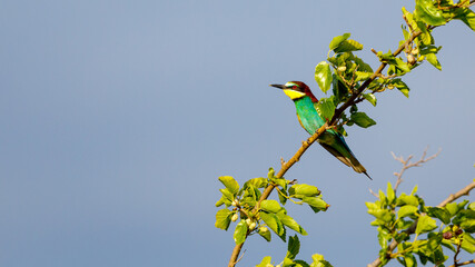 Bee Eater in the Danube Delta in Romania
