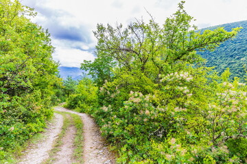 Trail in the valley of the Shareula River with rare plants and trees, Georgia