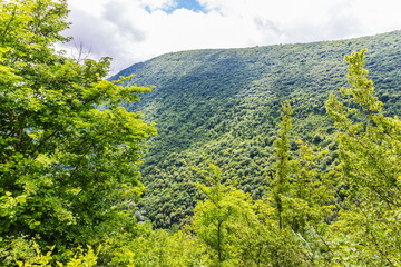 Obraz premium Vegetation of the Shareula River Valley with relic plants, Georgia