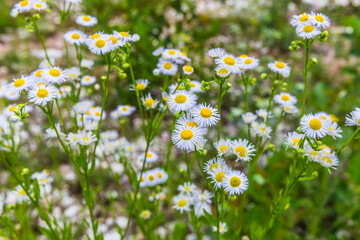 Daisies in the Shareula river valley with rare plants and trees, Georgia