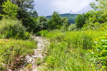Fototapeta na wymiar Trail in the valley of the Shareula River with rare plants and trees, Georgia
