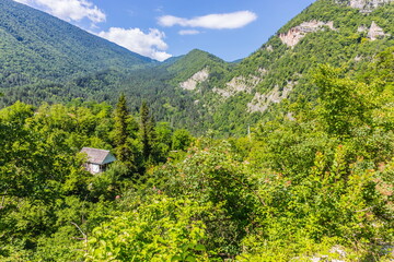 Lush green vegetation in the Shareula river valley with rare plants and trees, Georgia