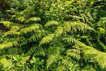 Vegetation of the Shareula River Valley with relic plants, Georgia
