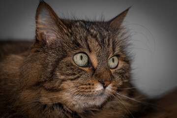 Tabby brown cat portrait in grey white room