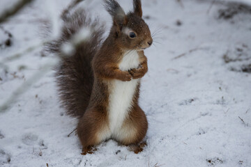 squirrel in the snow - 565985956
