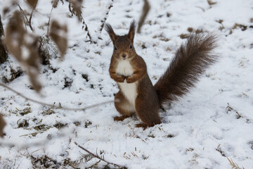 squirrel on the snow - 565985963