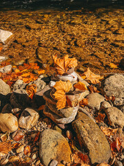 leaves on the ground