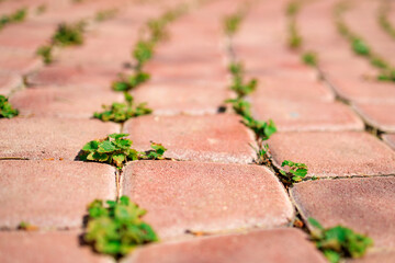 paving slabs bottom view, rows of tiles and plants growing through