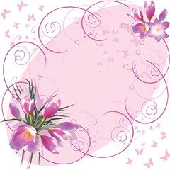 group of light crocus flowers on pink background