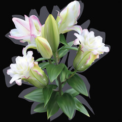 isolated on black light pink lily with grey shadow