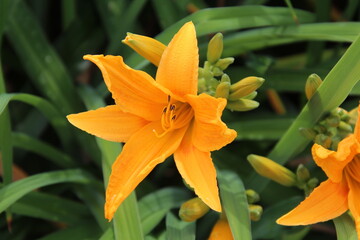orange lily in the garden