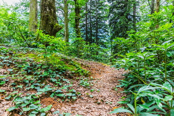 green vegetation in Kintrishi National Park, Georgia