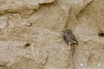 A Little Owl at a rock face
