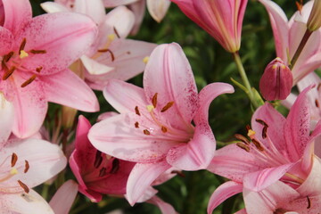 Obraz na płótnie Canvas pink lilies in garden, U of A Botanic Gardens, Devon, Alberta