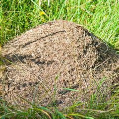 An anthill in a green meadow .