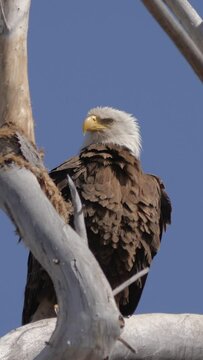 Vertical Video Bald Eagle Perched and Looking Around