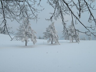 Frostige Bäume im Schnee