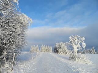 Frostige Bäume im Schnee