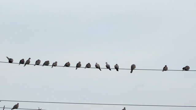 Flock of doves standing on an electris wire against the sky
