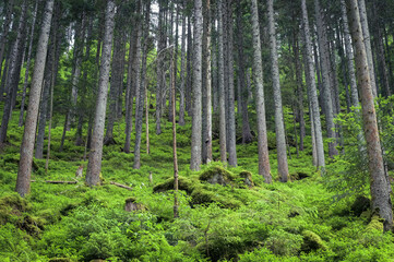 Fototapeta na wymiar trees in the forest, Black Forest, Germany
