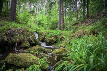 Fototapeta premium river in the forest