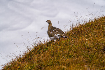 Wild Alps, fine art portrait of the rock ptarmigan female, Lagopus muta, snowy background