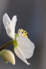 Close-up of a white Christmas rose (Helleborus niger)