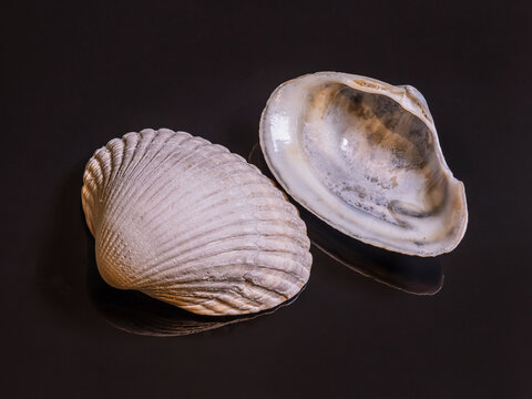 Two halves of a cockle shell (cardiida) on black reflecting background - panorama, copy-space