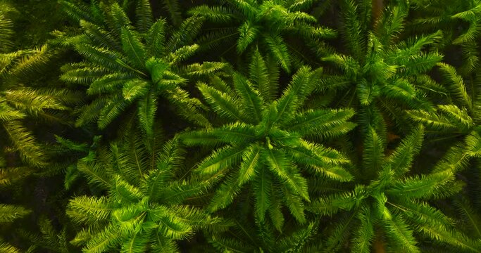 Aerial view palms tree palm oil plantation beautiful green space rich agricultural plants