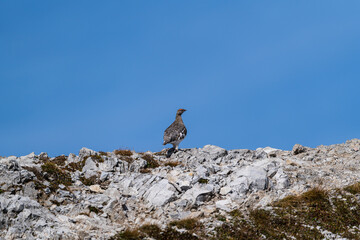 Wild Alps, fine art portrait of the rock ptarmigan female, Lagopus muta, snowy background