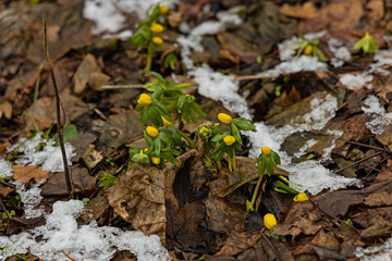 first beautiful flowering winter aconites