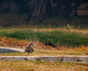 Black kites resting resting on edge of the lake