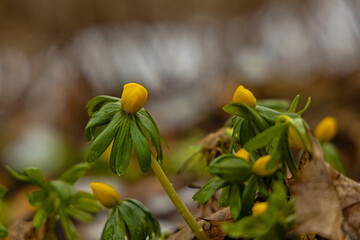 first beautiful flowering winter aconites