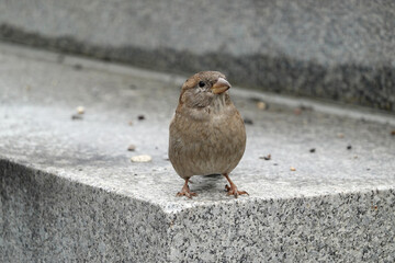 A sparrow in the city environment in spring season